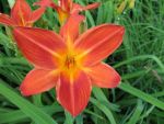 hemerocallis-samreboi