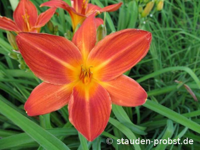 Hemerocallis 'Samreboi' - Taglilie