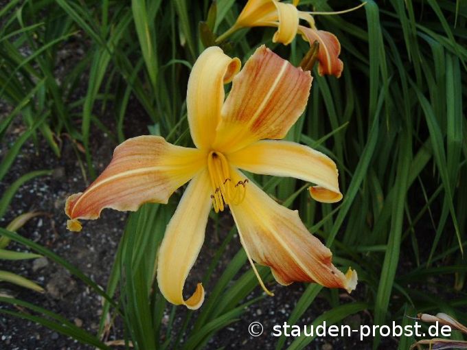 Hemerocallis 'Da Vinci' - Taglilie