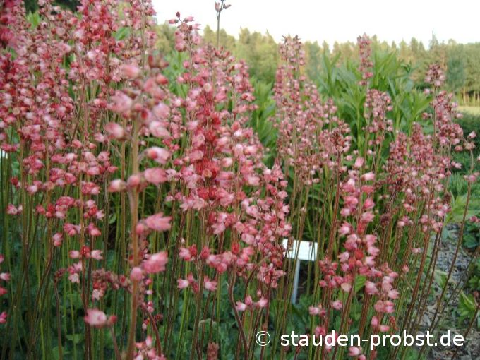 Heuchera 'Tante Resl' - Purpurglöckchen