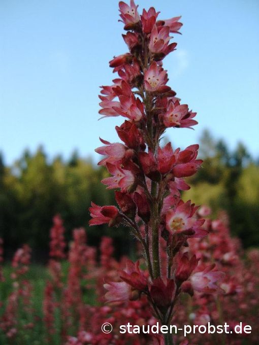 Heuchera 'Tante Resl' - Purpurglöckchen