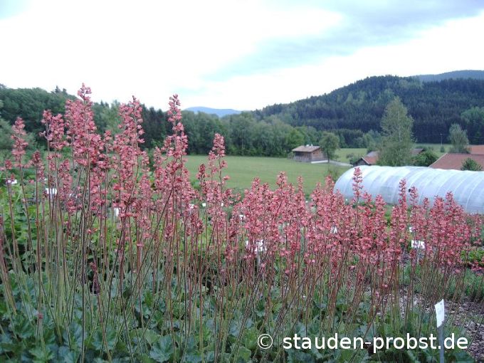 Heuchera 'Tante Resl' - Purpurglöckchen