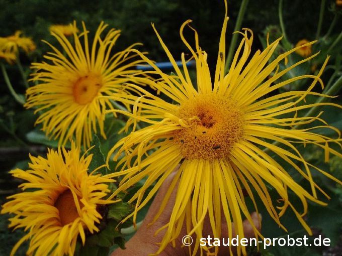 Inula magnifica 'Sonnenstrahl' - Riesenalant