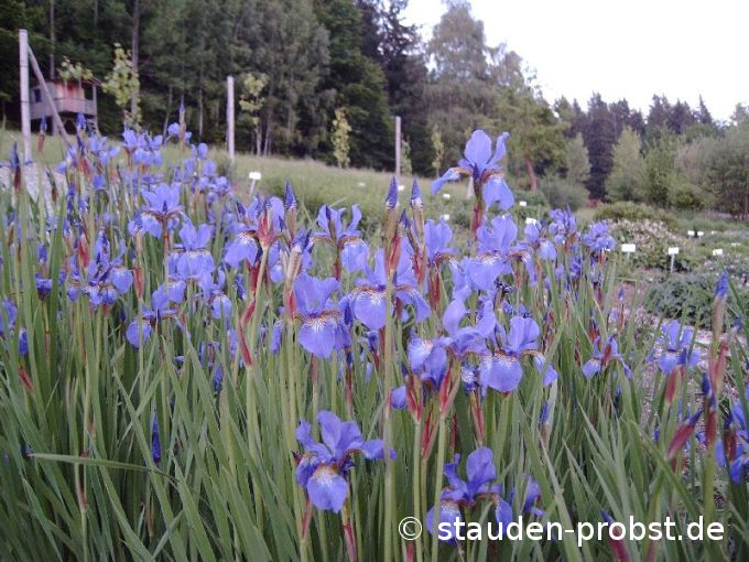 Iris sibirica 'Lena' - Sibirische Schwertlilie