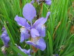 Iris-sibirica-lena-3