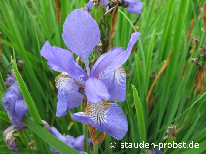 Iris sibirica 'Lena' - Sibirische Schwertlilie