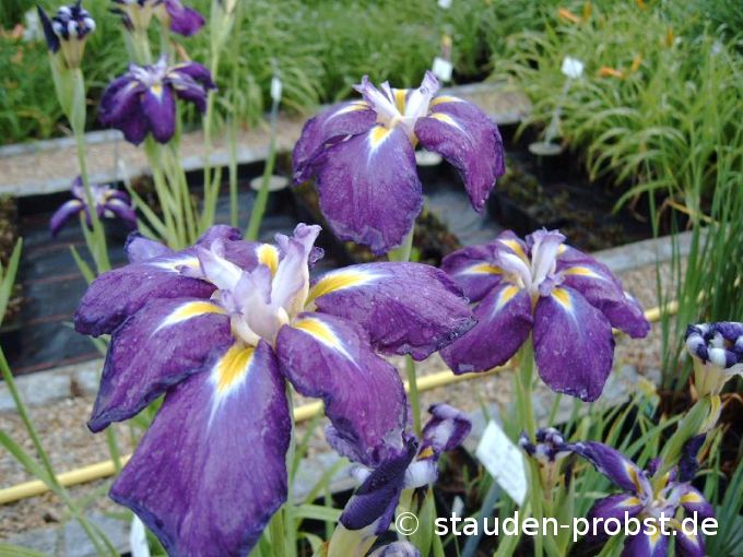 Iris ensata 'Schoarnbladl' -  Schwertlilie