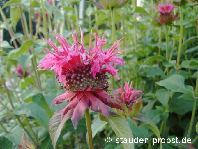 Monarda 'Geronimo' - Indianernessel