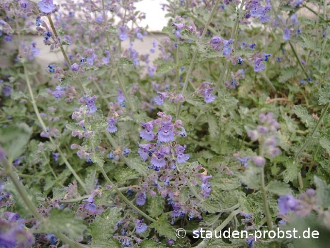 Nepeta racemosa 'Gutendorf' - Katzenminze