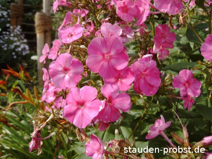 Phlox paniculata 'Amesberg' - Staudenphlox