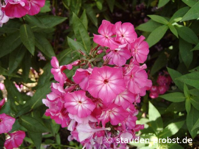 Phlox paniculata 'Sabine' - Staudenphlox