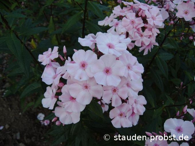 Phlox paniculata 'Zartrosa' - Staudenphlox