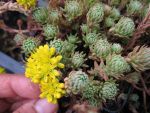 sedum-reflexum-polar