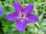 geranium-wlassovianum-zellertal
