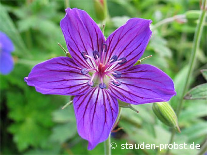 Geranium wlassovianum 'Zellertal' - Sibirischer Storchschnabel