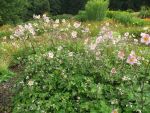 anemone-kaitersberg-2
