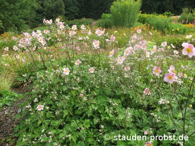 Anemone 'Kaitersberg' - Herbstanemone