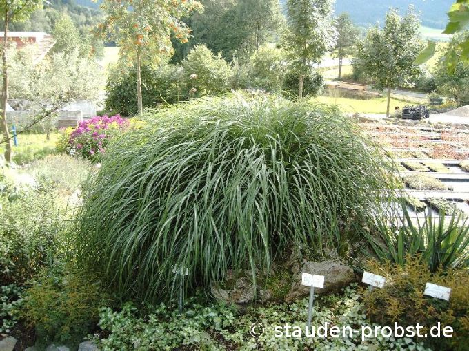 Miscanthus sinensis 'Globus' - Chinaschilf