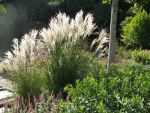 miscanthus-sinensis-fruehchen-3