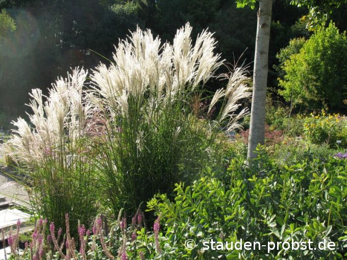 Miscanthus sinensis 'Frühchen' - Chinaschilf