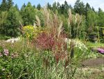 miscanthus-sinensis-vitriol-2