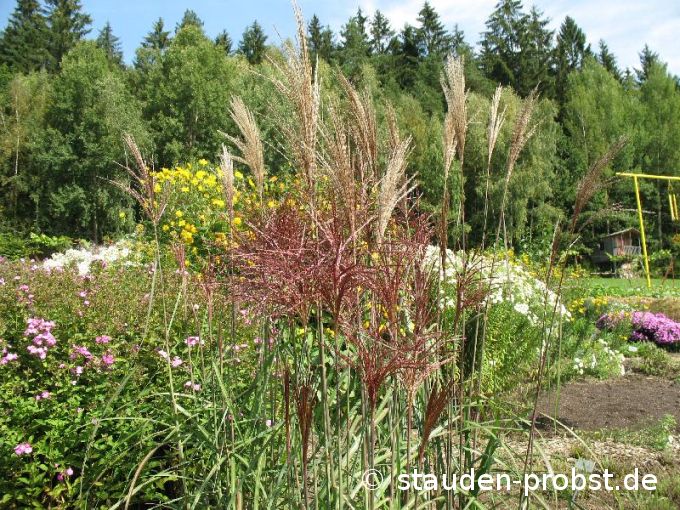 Miscanthus sinensis 'Vitriol' - Chinaschilf