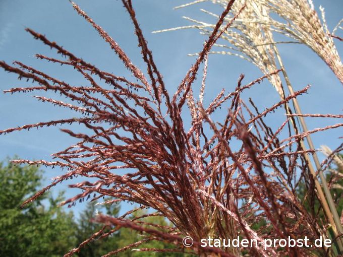 Miscanthus sinensis 'Vitriol' - Chinaschilf