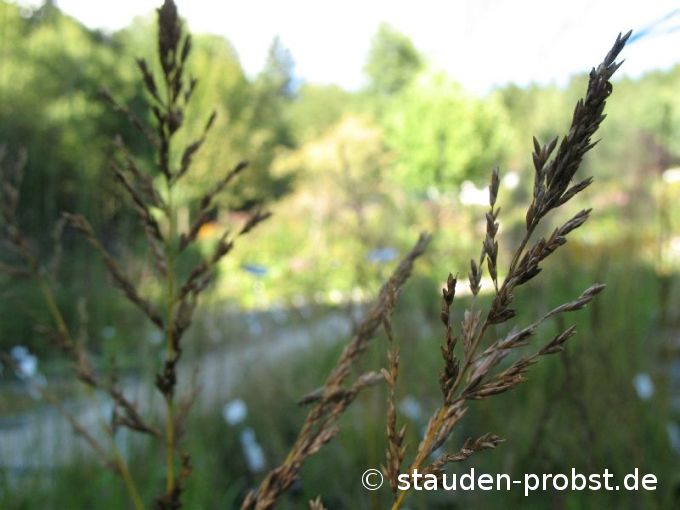 Molinia arundinacea 'Traumpfad' - Pfeifengras