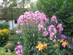 phlox-paniculata-osser-2