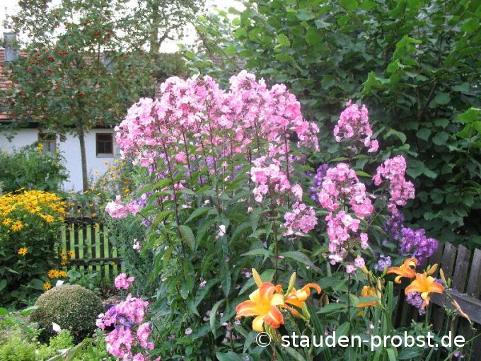 Phlox paniculata 'Osser' - Staudenphlox