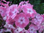 phlox-paniculata-osser