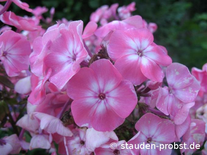 Phlox paniculata 'Osser' - Staudenphlox