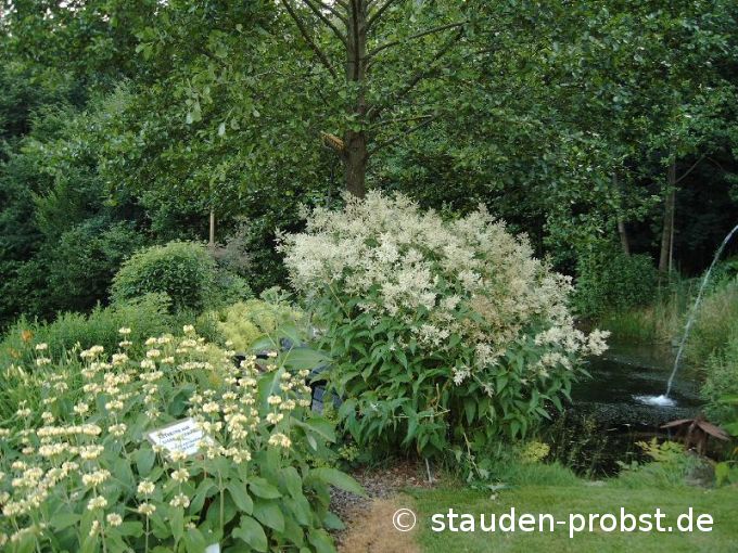 Brandkraut und  Knöterich