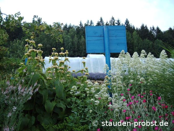 Brandkraut, Spornblume und Vexiernelke