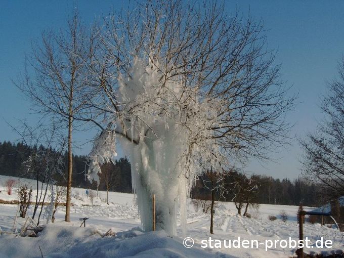 Eisbaum