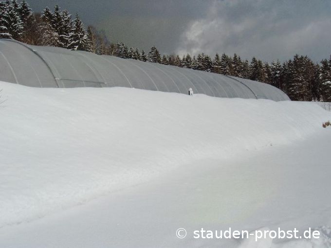 Folienhaus im Winter