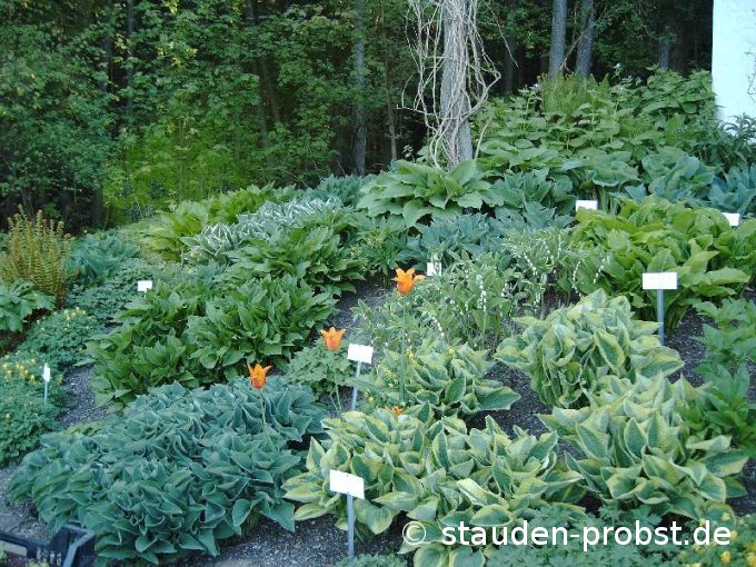 Hostabeet im Frühling
