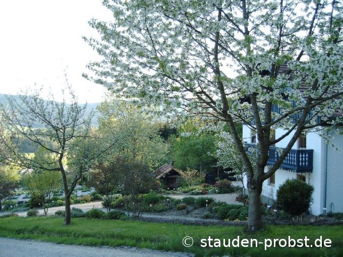 Kirschenblüte
