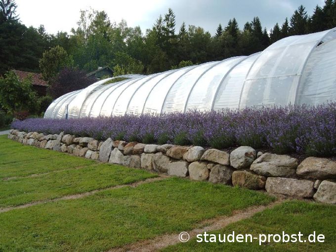 Lavendel Parkplatz