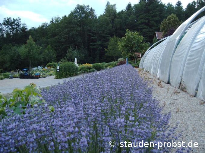 Lavendelbeet