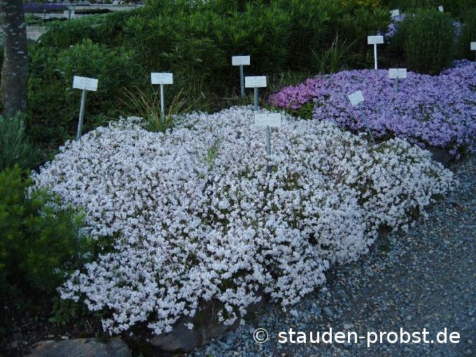 Polsterphlox