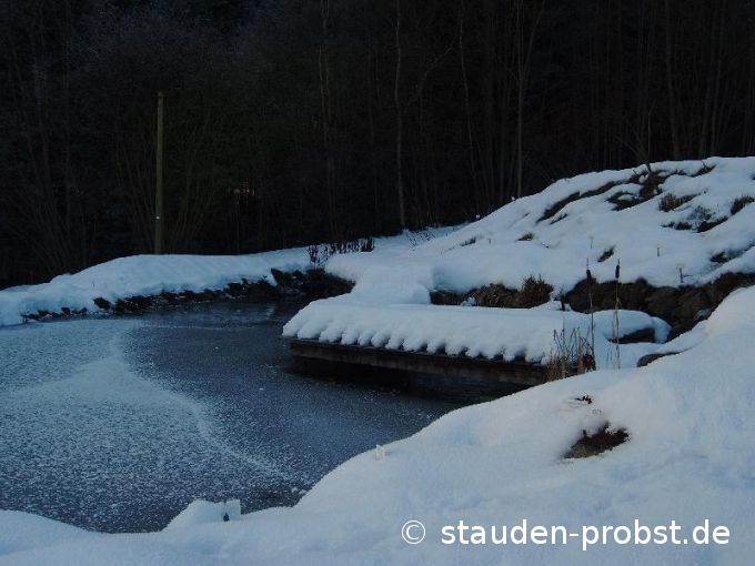 Teich im Winter