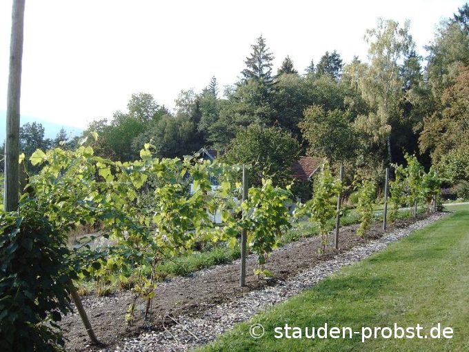 Weinreben