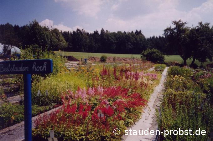 Astilbenbeet