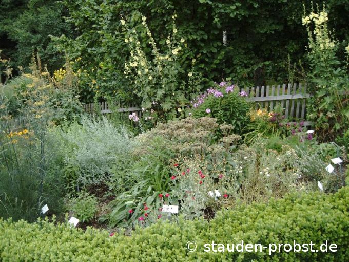 Bauerngarten im Sommer