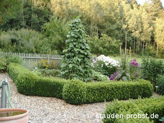 Bauerngarten im Sommer