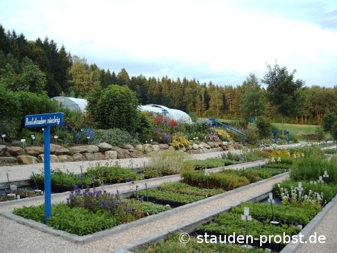 Beetstauden