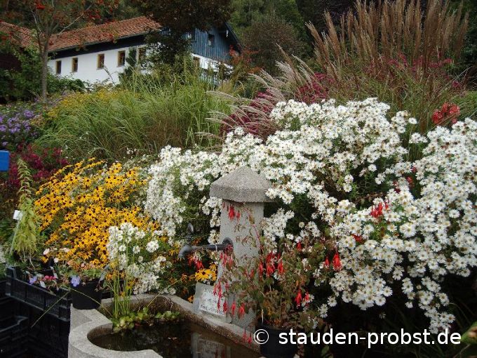 Brunnen