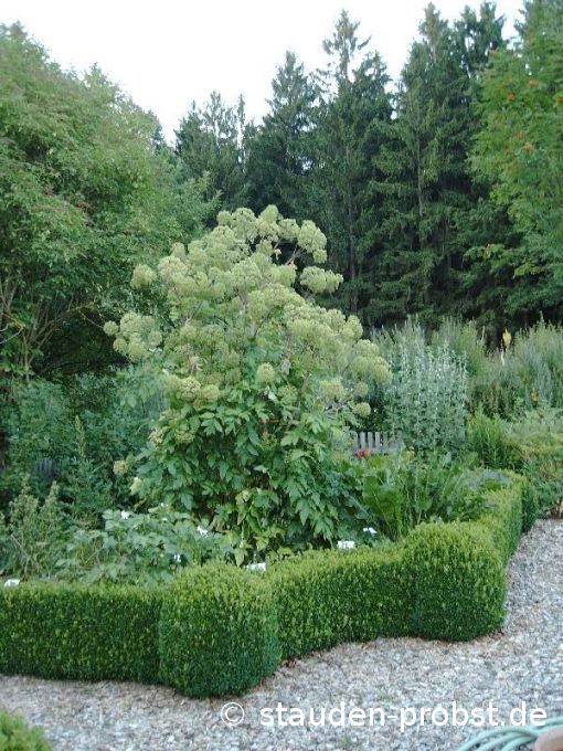 Engelwurz Bauerngarten