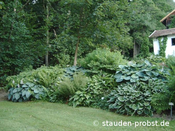 Hosta Beet